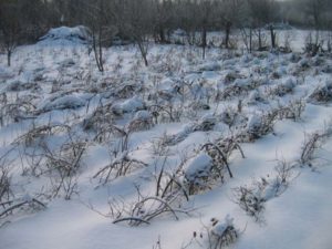 Малина Глен Ампл