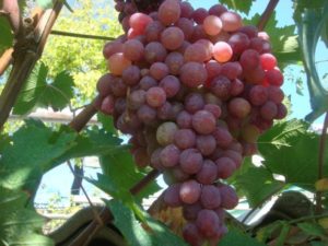 Виноград Тайфи розовый, черный, белый: описание сорта, фото