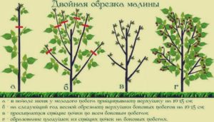 Малина Глен Кое