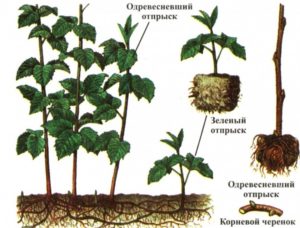Малина Глен Кое