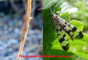 Малина Лячка