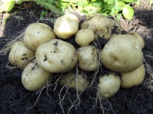 Картофель ласунок