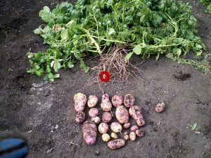 Картофель ласунок семена
