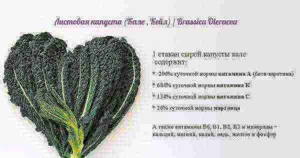 Полезные вещества в капусте Кейл