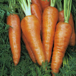 omega72_bg