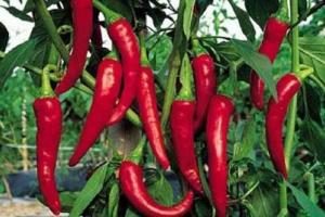 paprika_oleoresin