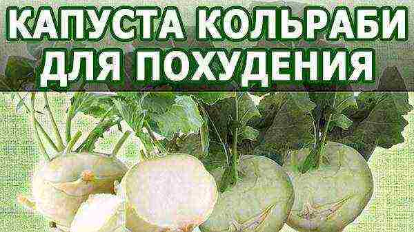 Полезные свойства капусты