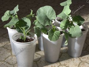 Получение рассады цветная капуста