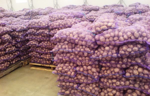 Различные способы посадки картофеля