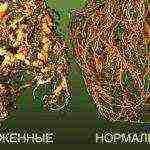 Выращивание картофеля: способы