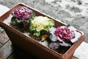 Выращивание декоративной капусты