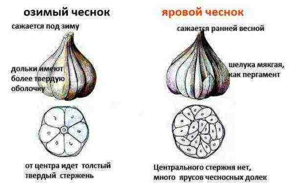 Отличие ярового чеснока от озимого