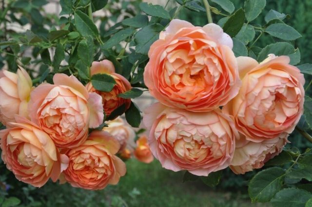 Английская парковая роза Леди оф Шалот (Lady of Shalott): описание и фото