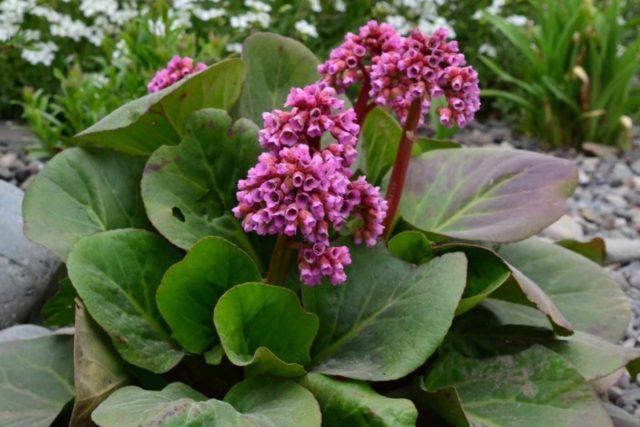 Бадан сердцелистный: посадка и уход, фото Красавицы, Красной звезды