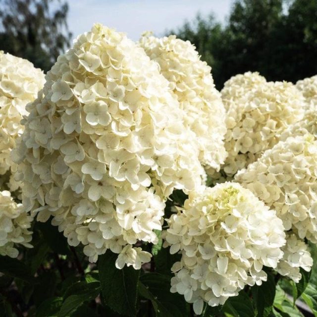 Гортензия Summer Snow (Саммер Сноу): описание, фото, отзывы
