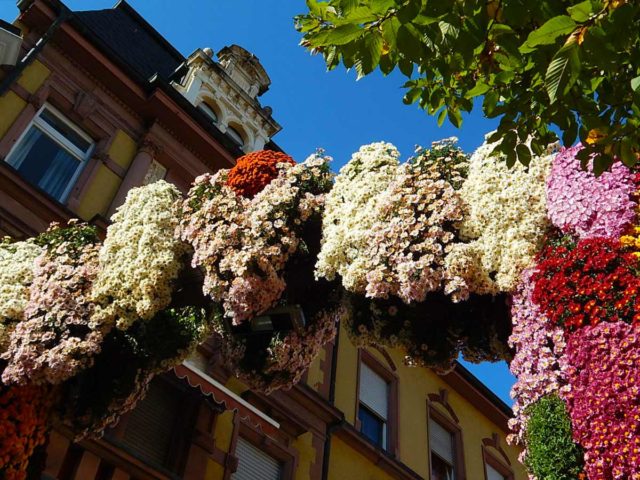Каскадные (ампельные) хризантемы: что это, выращивание и уход, фото
