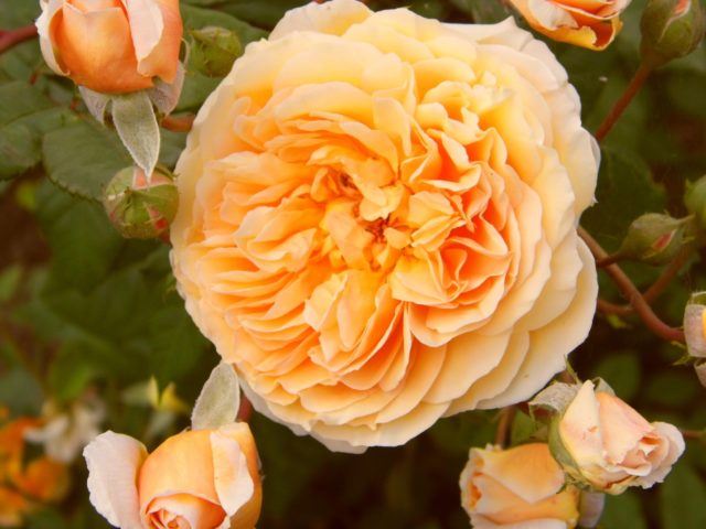 Английская роза Crown Princess Margareta (Краун Принцесс Маргарет)