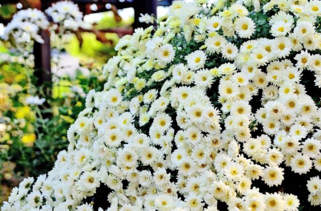 Ромашковые хризантемы: как называются, лучшие сорта, фото цветов
