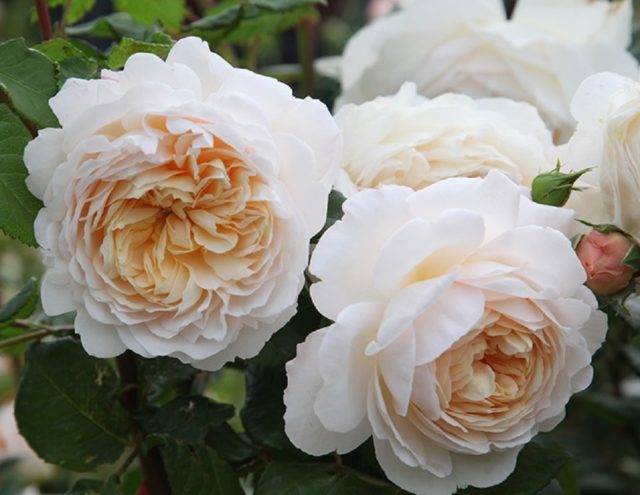 Роза Crocus Rose (Крокус Роуз): описание и фото, отзывы