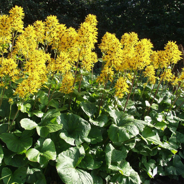 Ligularia hessei (Бузульник Хессей): посадка и уход, фото