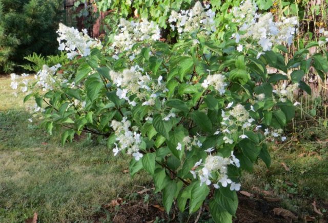 Метельчатая гортензия White Lady (Вайт Леди): описание, фото, отзывы