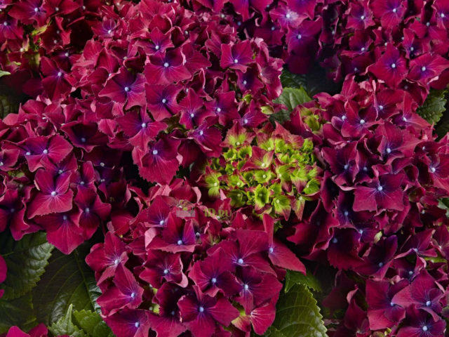 Гортензия крупнолистная Royal Red (Роял Ред)