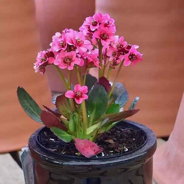Бадан гибридный Dragonfly Sakura (Драгонфлай Сакура)