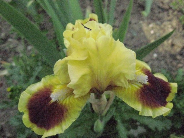 Касатики низкие (ирисы карликовые): сорта с фото и названиями