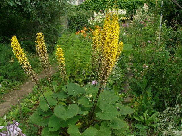 Ligularia veitchiana (Бузульник Вича): описание, фото
