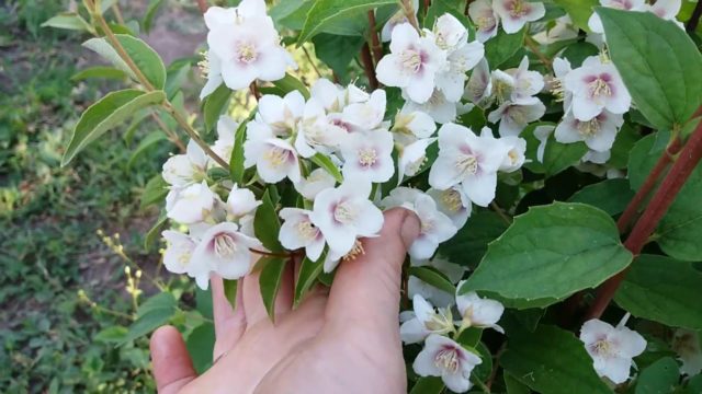 Жасмин садовый (чубушник) мелколистный (земляничный): описание, фото