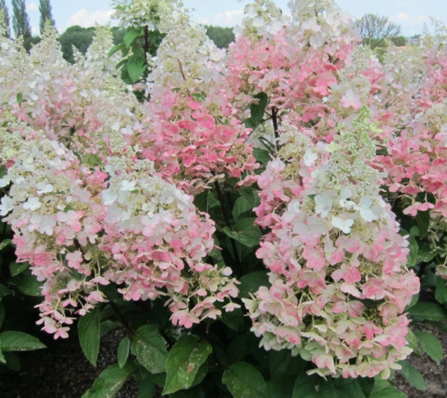 Гортензия Angels Blush (Ангел Бланш, Руби): описание и фото, отзывы