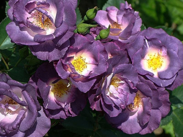 Роза флорибунда Блю фор Ю (Blue for You): фото и описание, отзывы