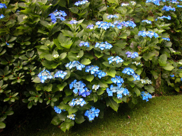 Гортензия крупнолистная Blaumeise (Блаумайс): описание, посадка и уход