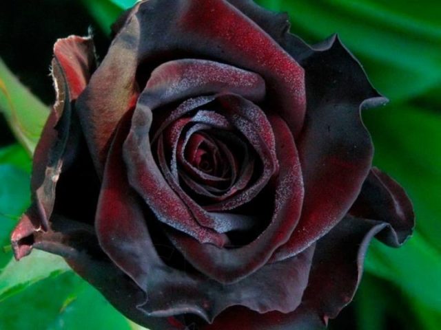 Роза чайно-гибридная Черный принц (Black Prince): фото, описание, посадка, уход