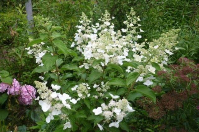 Метельчатая гортензия White Lady (Вайт Леди): описание, фото, отзывы