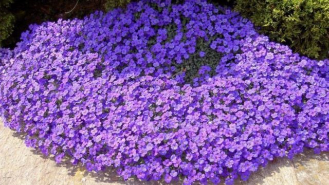 Лихнис (вискария): виды и сорта, посадка и уход за цветами, фото