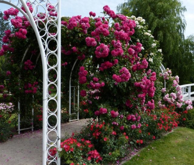 Роза плетистая Лагуна (Свит и Голубая): описание, фото, отзывы