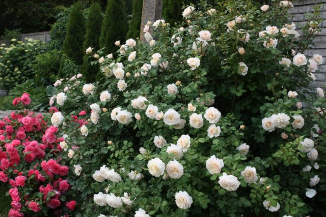 Роза Crocus Rose (Крокус Роуз): описание и фото, отзывы