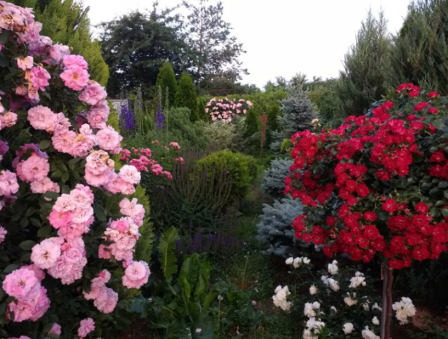 Роза канадская парковая Джон Дэвис (John Davis): фото и описание сорта