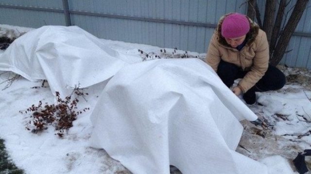 Посадка и уход за чубушником в Сибири и на Урале