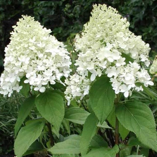 Метельчатая гортензия White Lady (Вайт Леди): описание, фото, отзывы