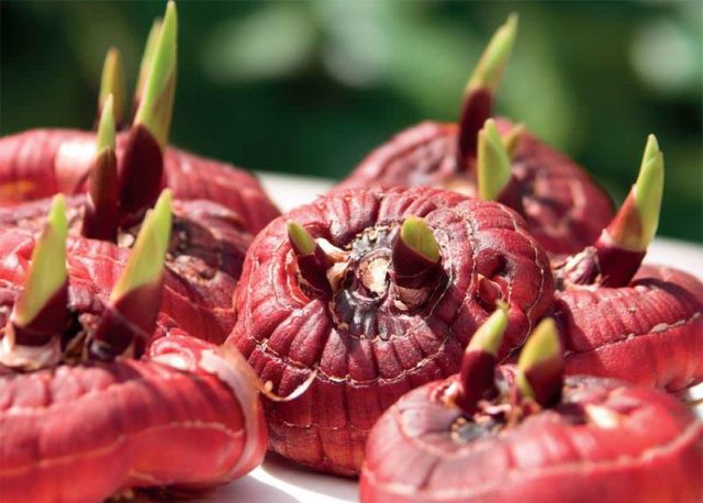 Гладиолусы: вкусные обереги на грядке