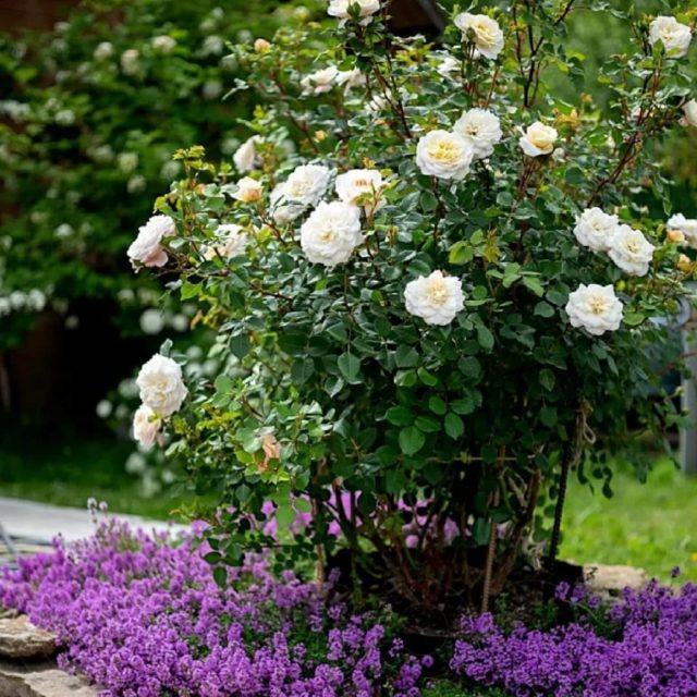 Роза Crocus Rose (Крокус Роуз): описание и фото, отзывы
