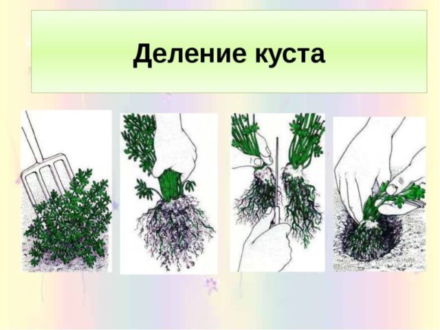Астра почвопокровная (вересковидная): посадка и уход, фото