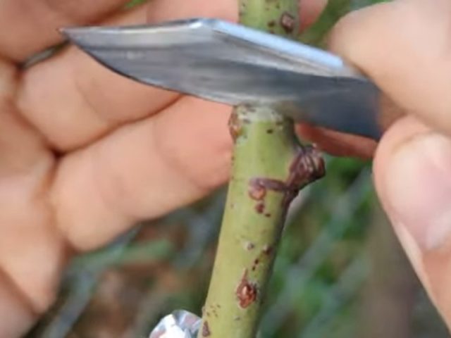 Прививка розы на шиповник: весной, летом, зимой, черенком, видео