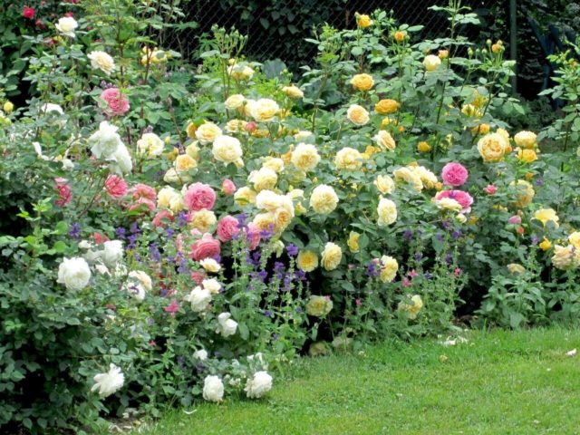 Роза Crocus Rose (Крокус Роуз): описание и фото, отзывы
