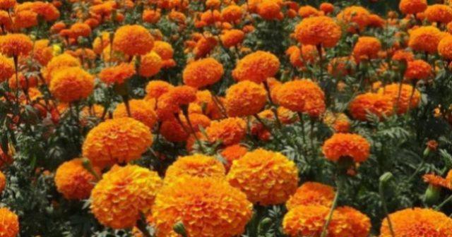 Хризантема карликовая (низкорослая) многолетняя: посадка и уход, фото