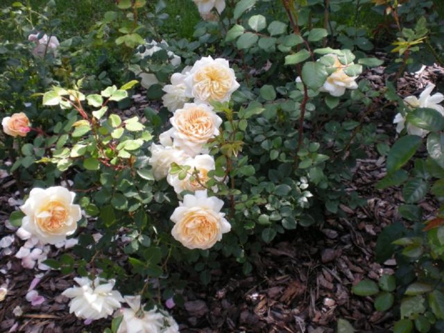 Роза Crocus Rose (Крокус Роуз): описание и фото, отзывы