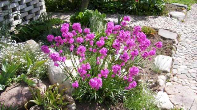Лихнис (вискария): виды и сорта, посадка и уход за цветами, фото