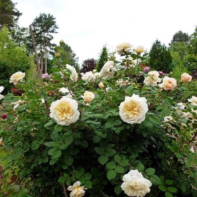 Роза Crocus Rose (Крокус Роуз): описание и фото, отзывы